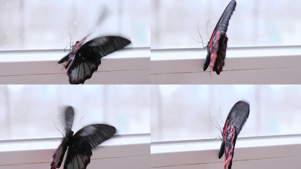 美丽的红色黑色蝴蝶在室内的窗户附近以慢动作挥舞着翅膀