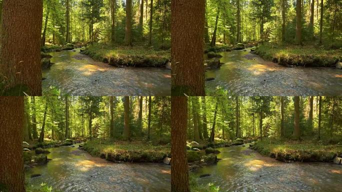 溪流在田园诗般的春季森林中流动