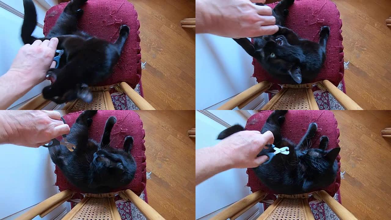 黑猫剪指甲