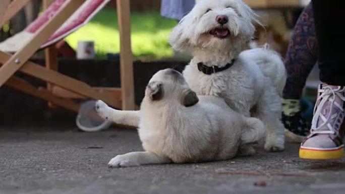 混血狗和一只马耳他狗在院子里玩耍