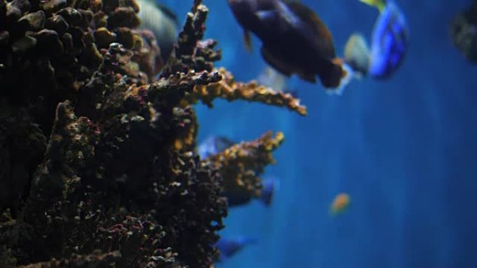 在海葵和软珊瑚的背景下，礁鱼在珊瑚之间和平地游泳。关注珊瑚。慢动作