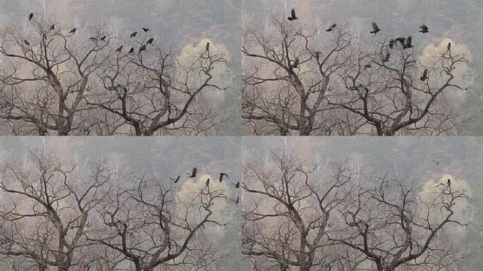 秋天。乌鸦从橡树上飞走了。慢动作