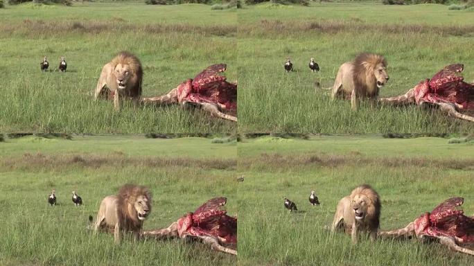 野生狮鹫和狮子吃长颈鹿非洲萨凡纳肯尼亚