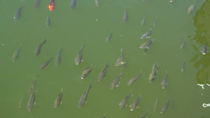 锦鲤鱼的俯视图，花式鲤鱼在池塘里游泳