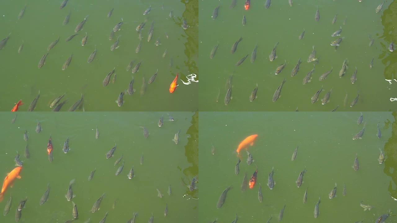 锦鲤鱼的俯视图，花式鲤鱼在池塘里游泳