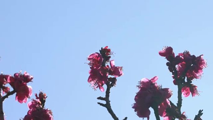 梅花或梅花，预示着日本春天的到来