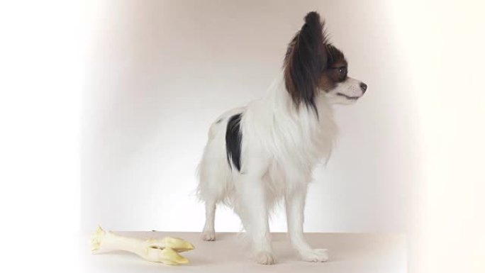 美丽的年轻公狗大陆玩具西班牙猎犬Papillon在白色背景上四处寻找素材视频