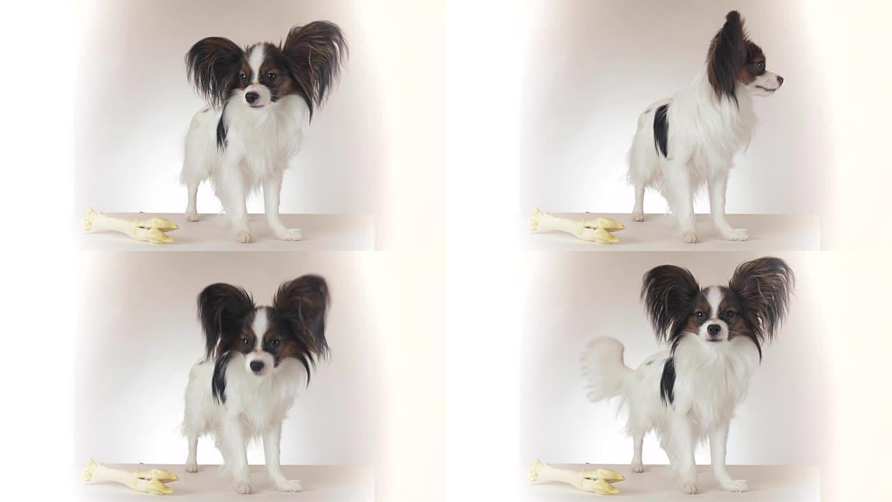 美丽的年轻公狗大陆玩具西班牙猎犬Papillon在白色背景上四处寻找素材视频