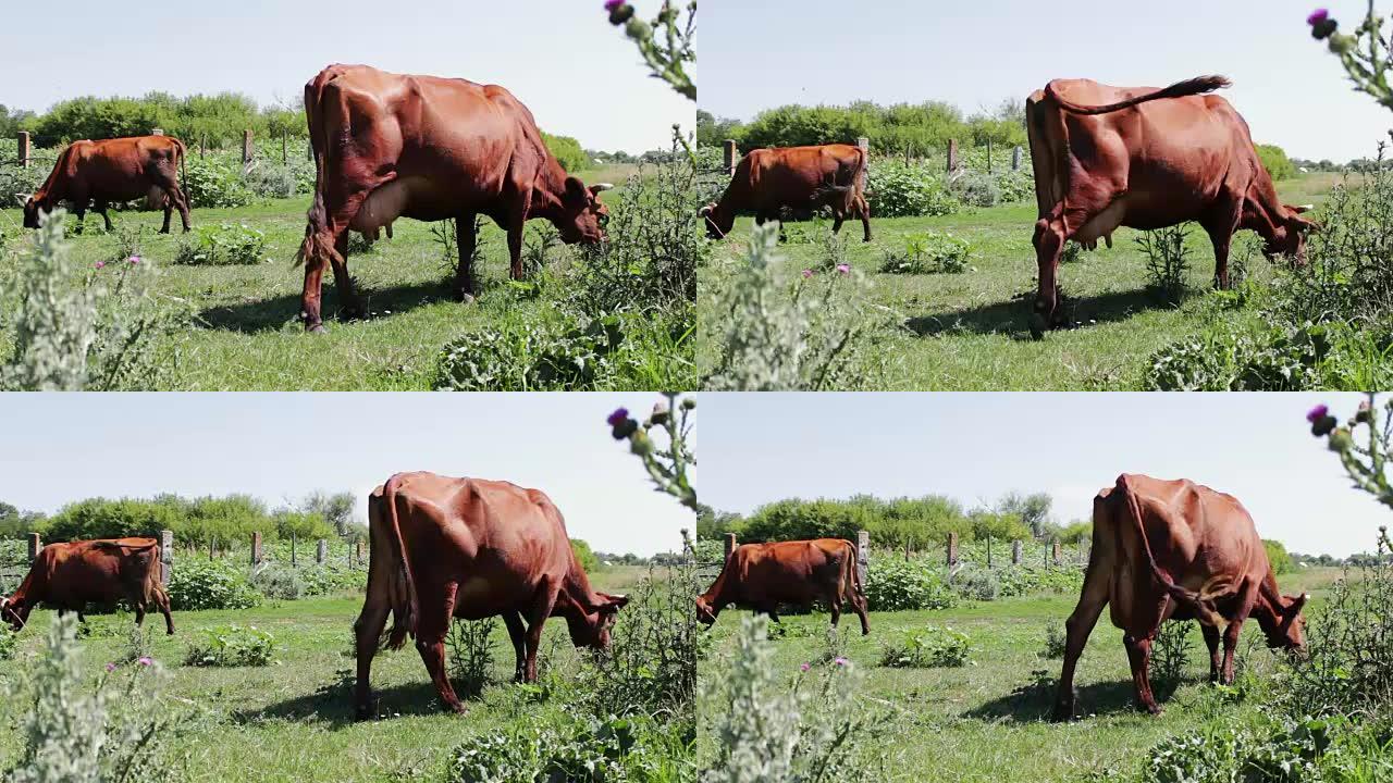 许多母牛在阳光下的草地上吃草，环顾四周