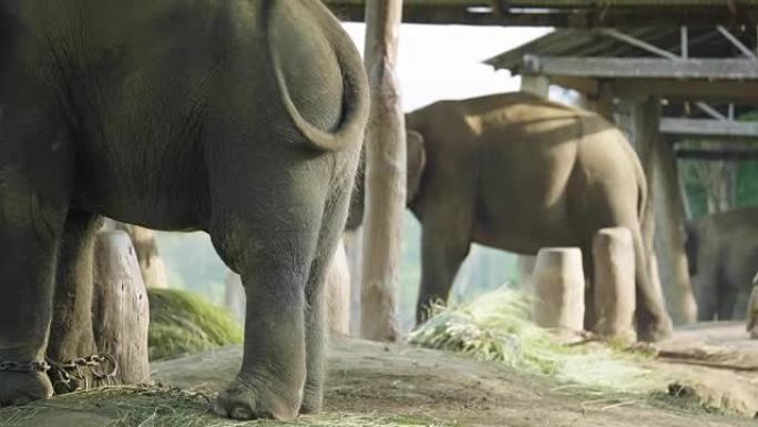 尼泊尔奇旺国家公园农场的大象背影。
