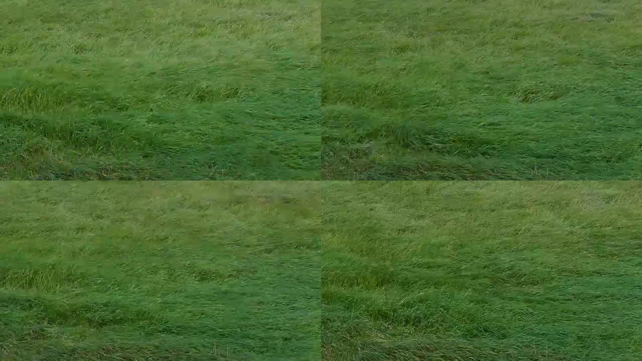 在夏天的暴风雨中，长长的绿草在风中移动