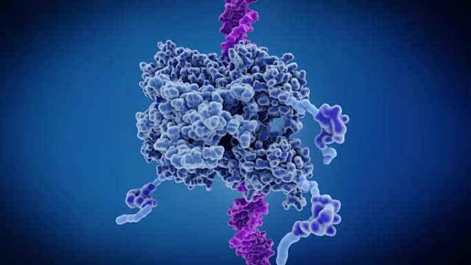 P53抑癌结合的DNA。p53阻止癌症的形成，并充当基因组的守护者。p53基因的突变导致了大约一半的