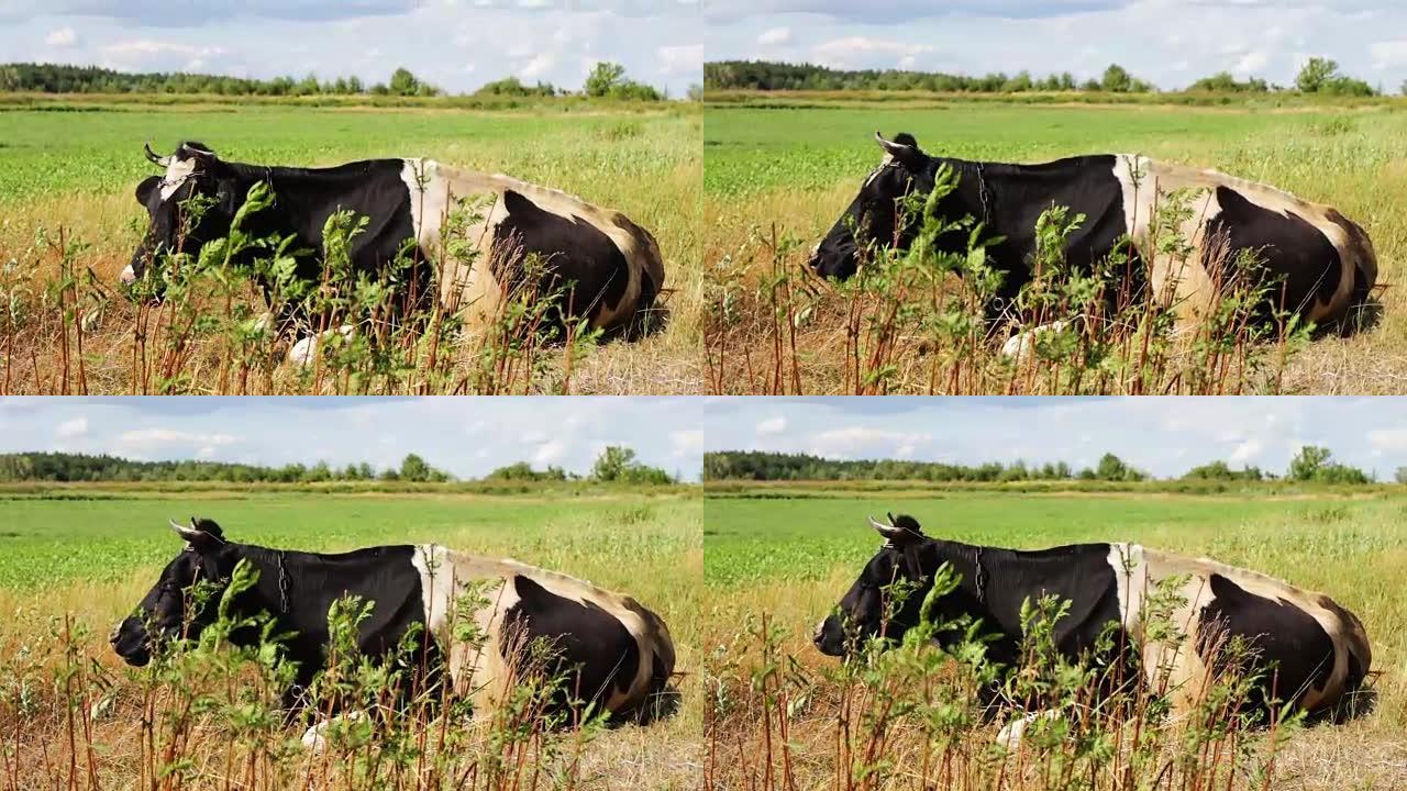 在美丽的草地上放牧的黑白大牛