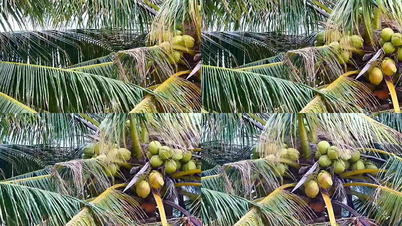 从椰子树下平移的景色。椰子树上的椰子生长在岛上，海上的风吹动着椰子树的叶子。