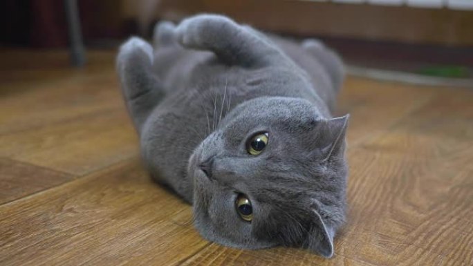 英国猫仰卧在地板上，试图入睡。快乐猫