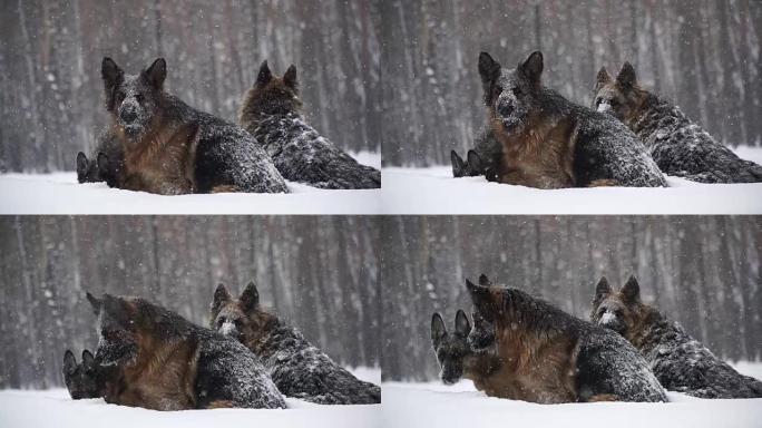 牧羊犬。牧羊犬在雪地里奔跑