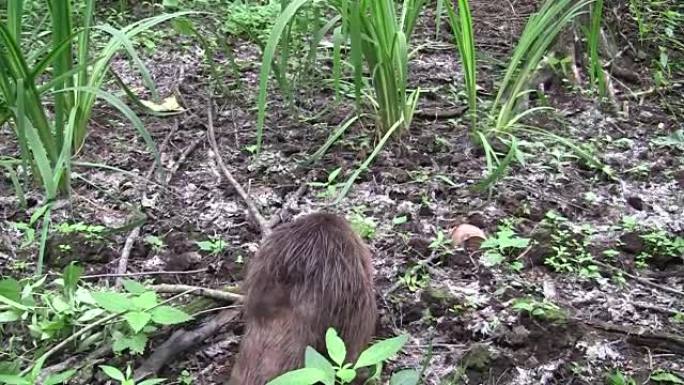 Beaver eating in natural environment