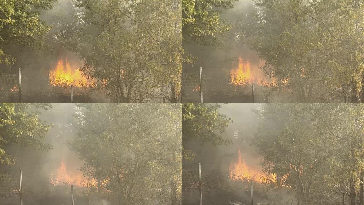 森林火灾: 危险，烟雾，污染