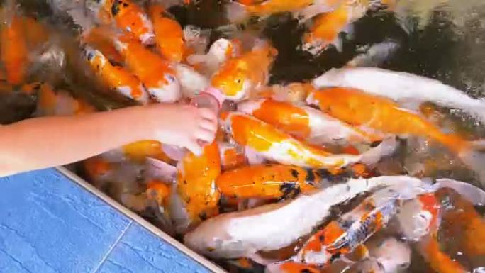 用奶嘴从瓶子里喂五颜六色的日本红鲤鱼。泰国