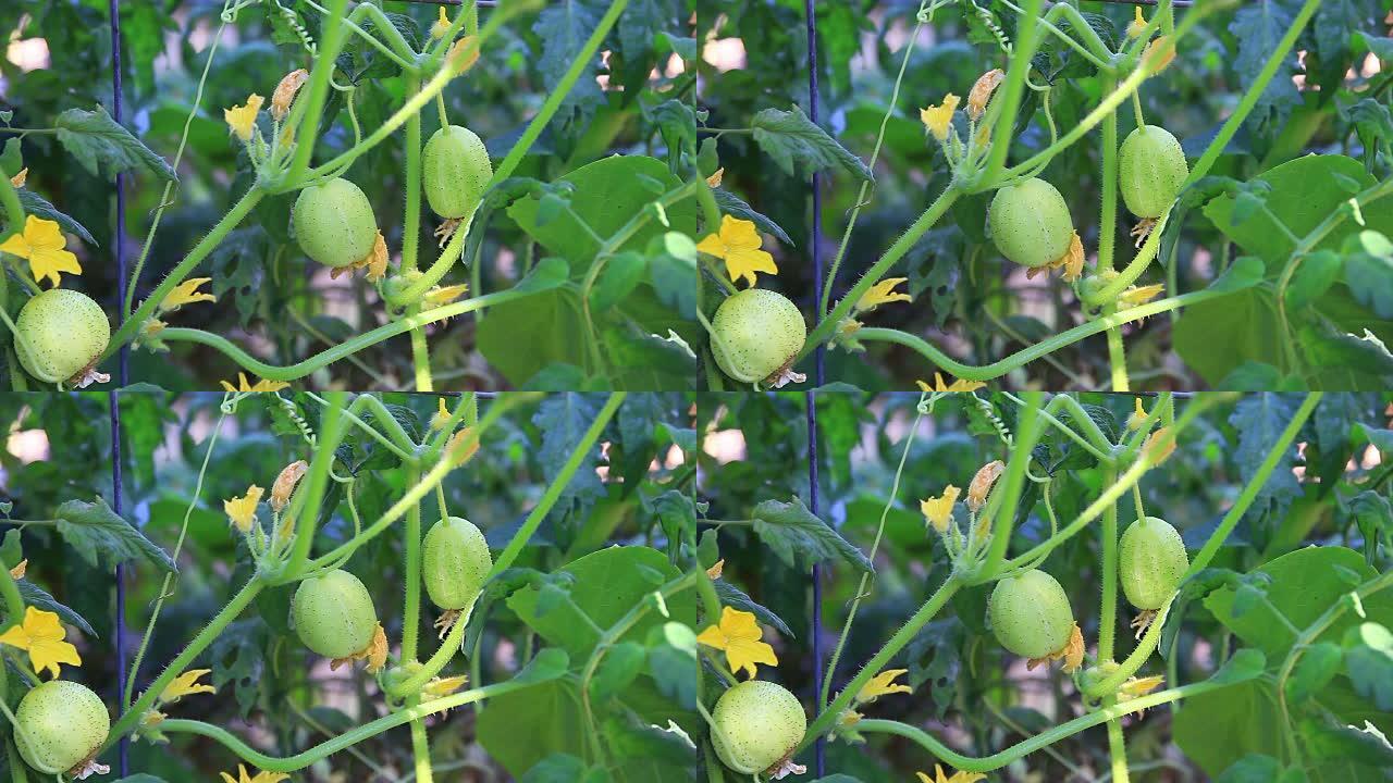 藤蔓上的柠檬黄瓜
