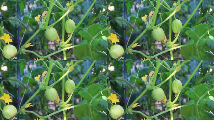 藤蔓上的柠檬黄瓜