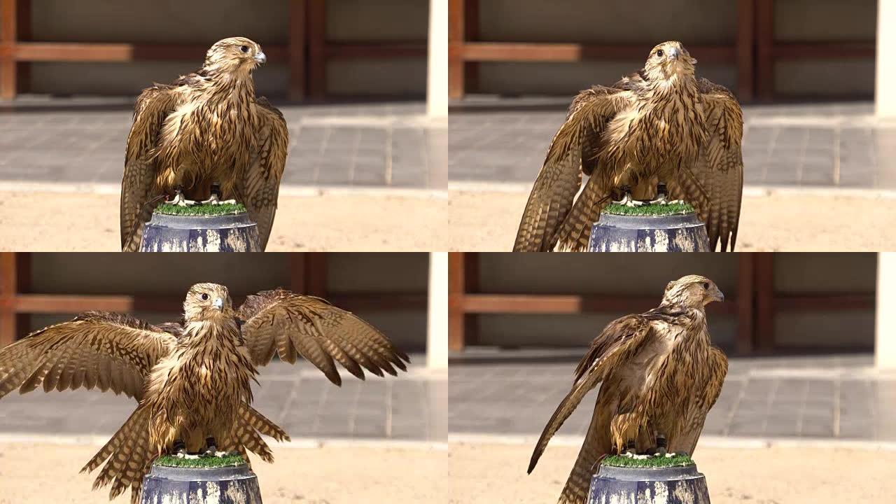 卡塔尔多哈猎鹰市场栖息处游隼的肖像。