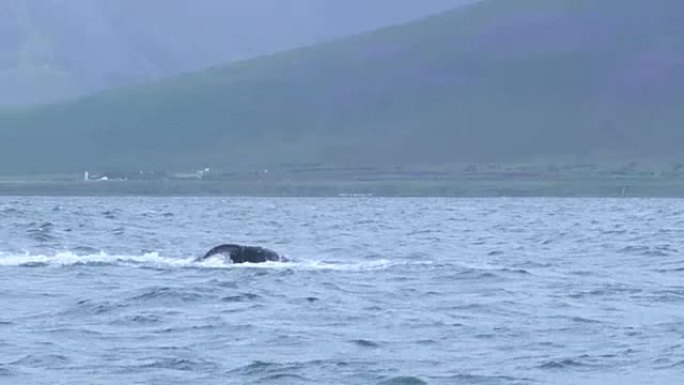 座头鲸露出尾巴在水里玩耍(Dalvik，冰岛)