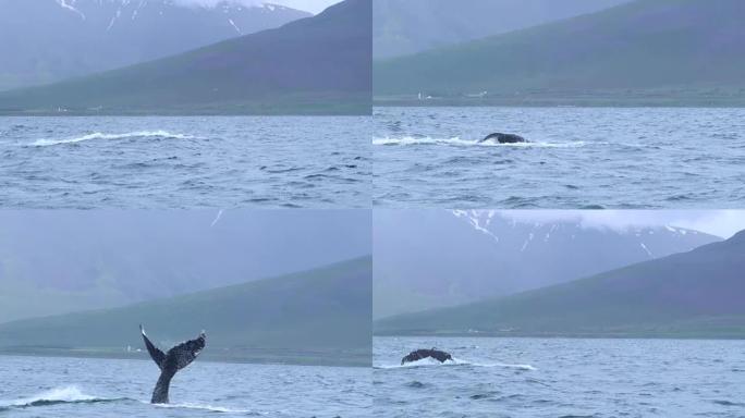 座头鲸露出尾巴在水里玩耍(Dalvik，冰岛)