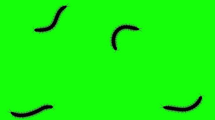 绿屏蜈蚣，CG动画剪影，无缝循环