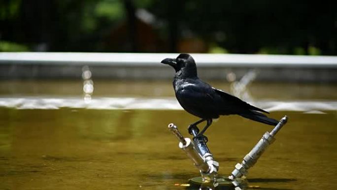 乌鸦在喷泉上玩耍