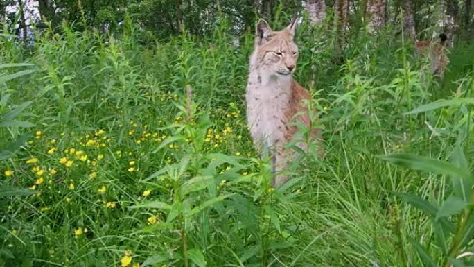 欧洲山猫坐在草地上