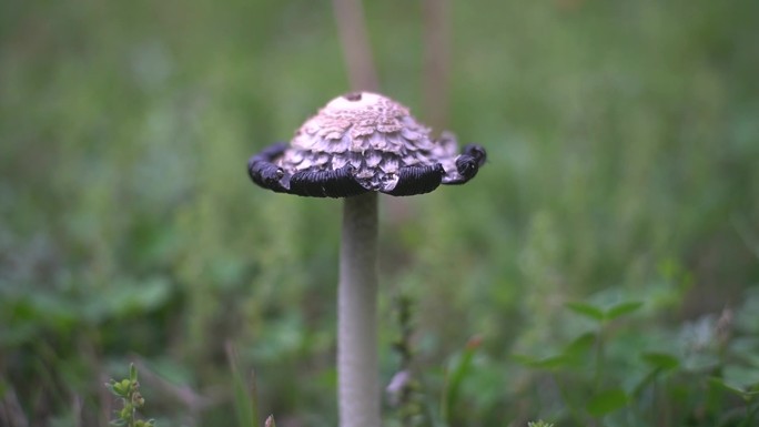 小清新野生菌野蘑菇毒蘑菇清新空镜头