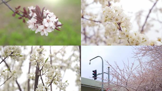 实拍春季花