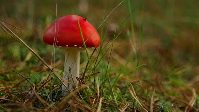 欧洲森林中的鹅膏毒红菇