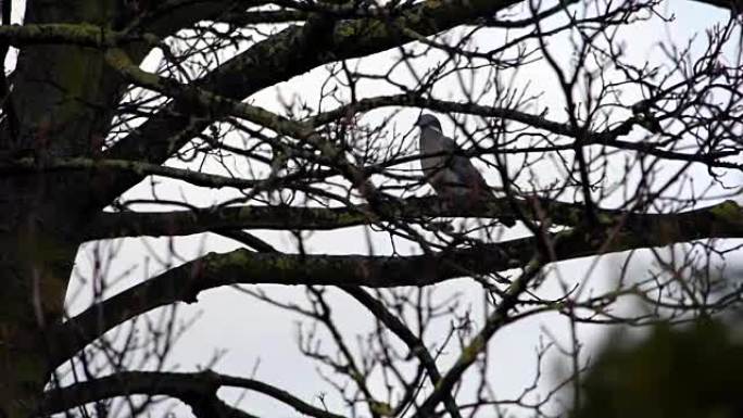 雨天树枝上的单鸽。