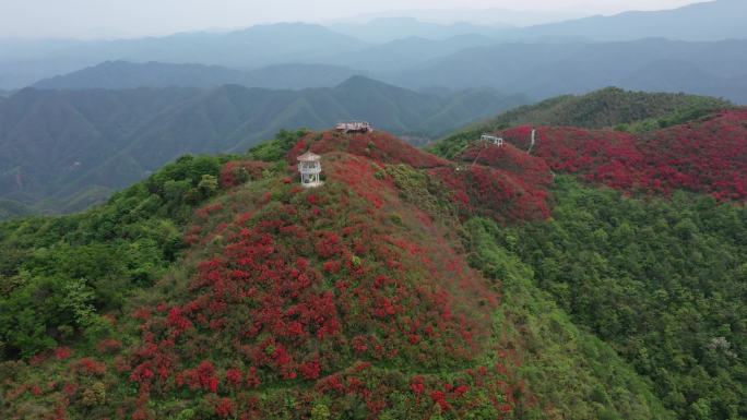 江西萍乡广寒寨杜鹃花风景