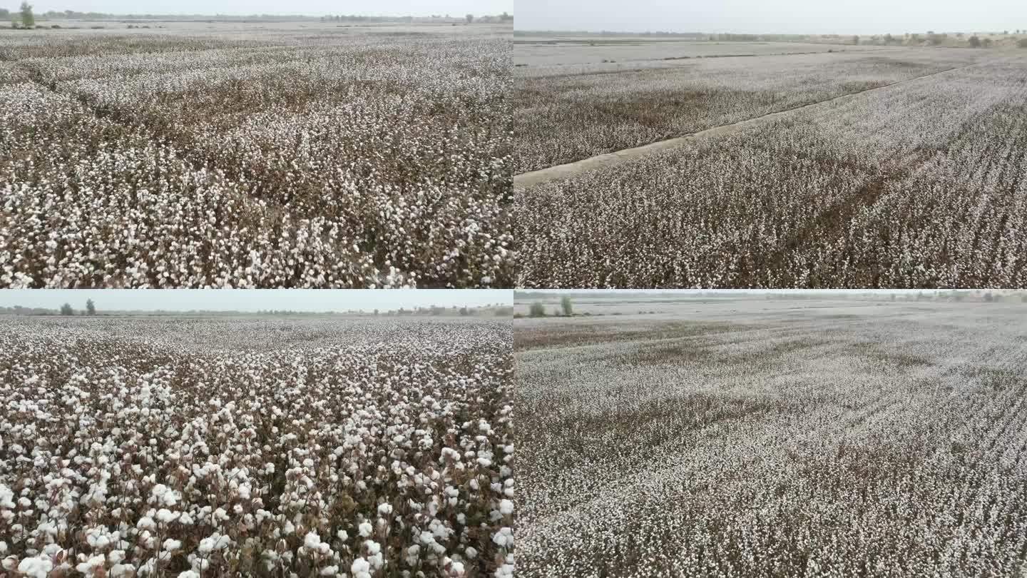 新疆棉花航拍