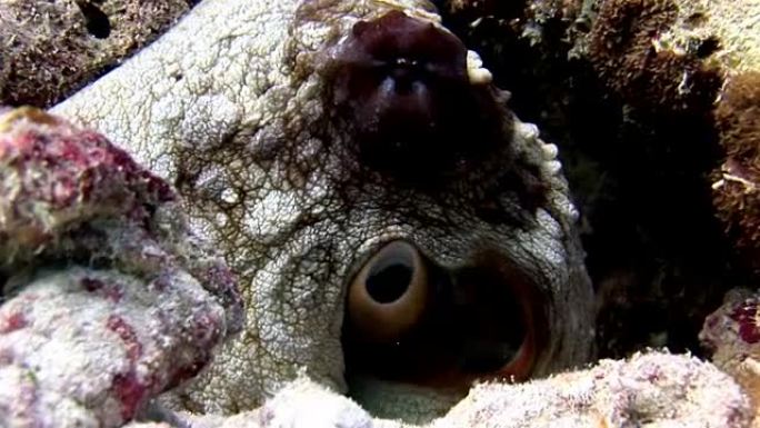 章鱼poulpe在马尔代夫惊人的海底背景下被掩盖。