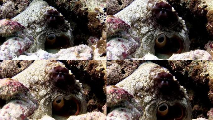 章鱼poulpe在马尔代夫惊人的海底背景下被掩盖。