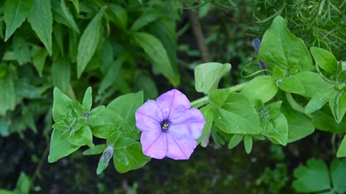 Pink petunias swaying in the breeze