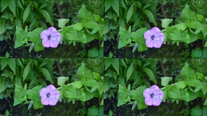 Pink petunias swaying in the breeze