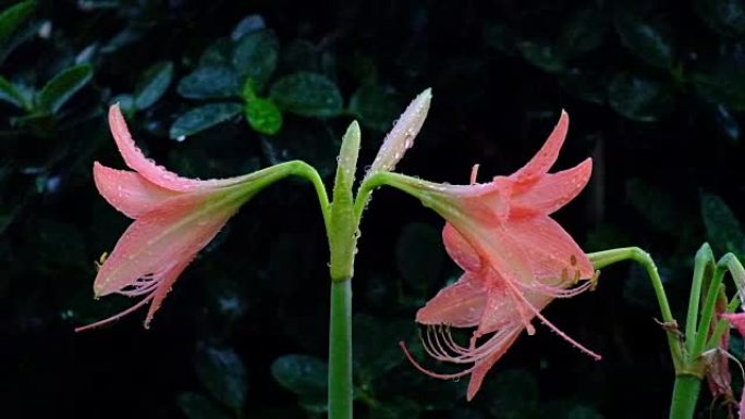 美丽的粉红色花朵在雨中滴落，并在雨中刮风，慢动作剪辑