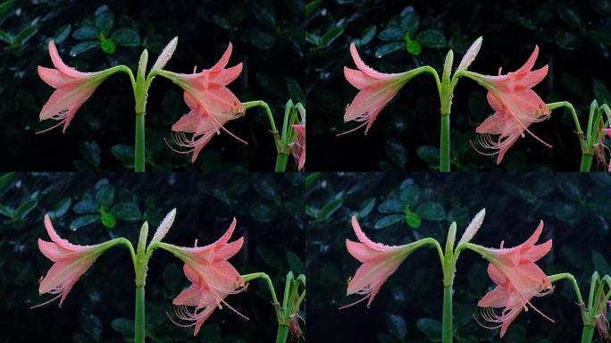 美丽的粉红色花朵在雨中滴落，并在雨中刮风，慢动作剪辑