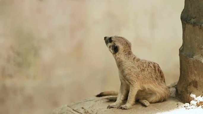 Meerkat或Suricata，Suricata suricatta坐在一块石头上，在围栏中嗅探。