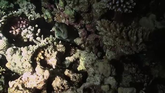 海鳗从礁石洞中伸出头。