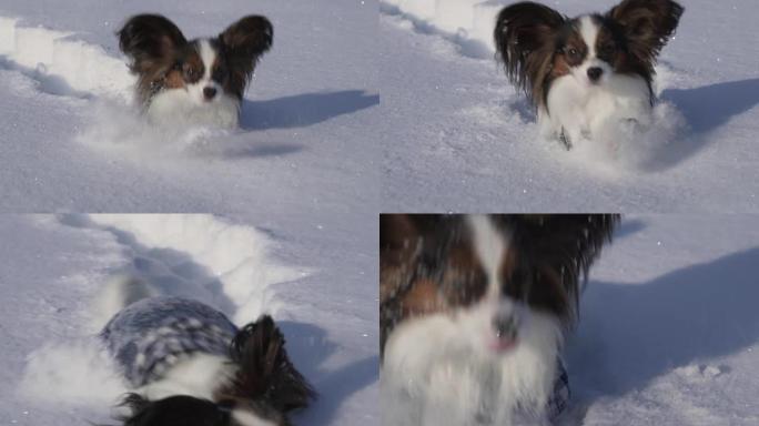 Papillon狗在冬季公园慢动作视频中勇敢地穿越雪地