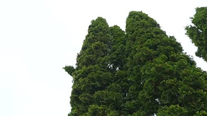 湛蓝的天空上明亮的浅绿色的Thuja。自然背景和复制空间