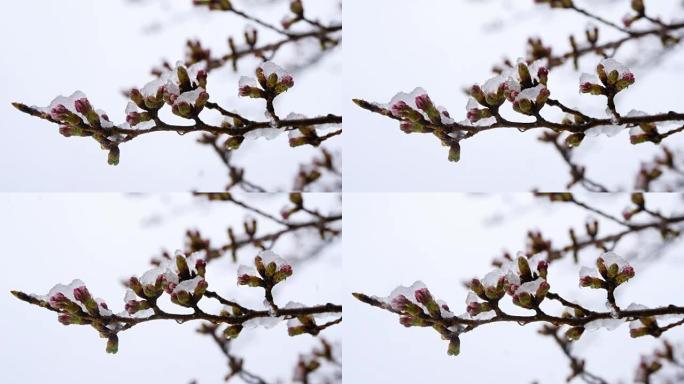 雪中的樱花或樱花花蕾
