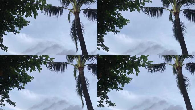 巴厘岛花园里的鸡蛋花树和棕榈。印度尼西亚巴厘岛的热带岛屿