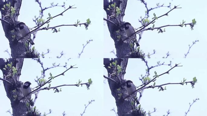 树枝上的一只麻雀